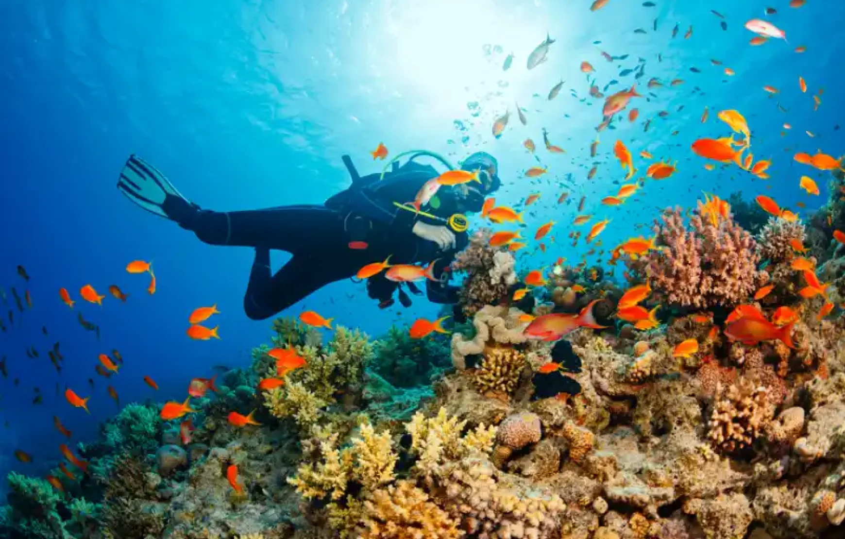 Musandam tour Dubai Sea Safari, Banana Boat, Snorkeling, Food