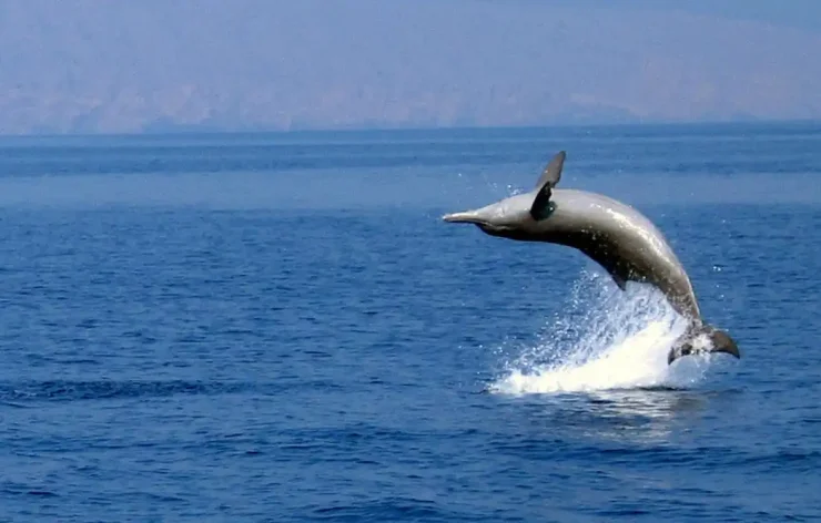 Musandam tour Dubai Sea Safari, Banana Boat, Snorkeling, Food