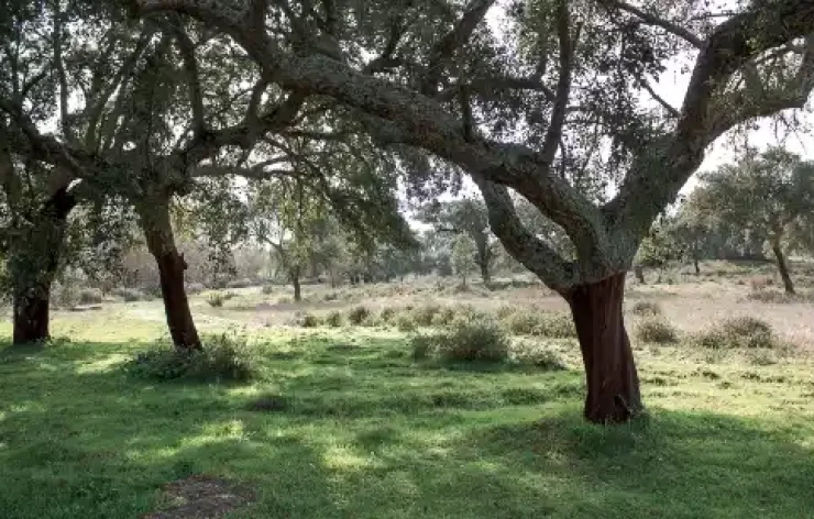 Full-day Tour of Évora and The Megaliths of the Cromeleque Dos Almendres Lisbon Portugal