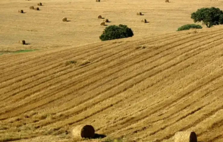 Full-day Tour of Évora and The Megaliths of the Cromeleque Dos Almendres Lisbon Portugal