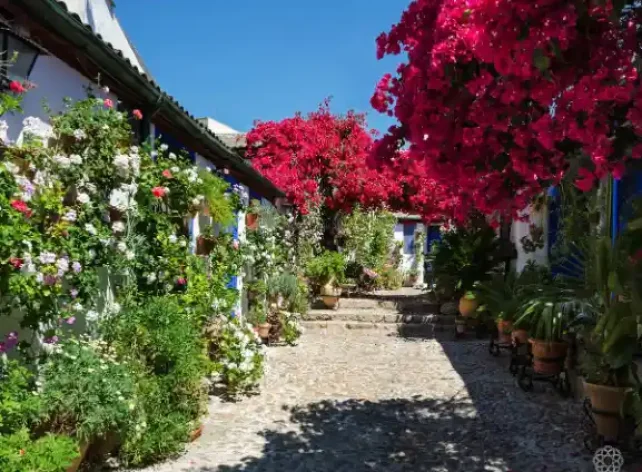 Guided Tour To The Famous Patios of Cordoba Spain