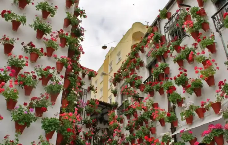 Guided Tour To The Famous Patios of Cordoba Spain