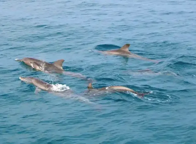 Dolphin Watching at Raya Noi Island Phuket Thailand