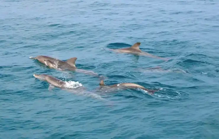 Dolphin Watching at Raya Noi Island