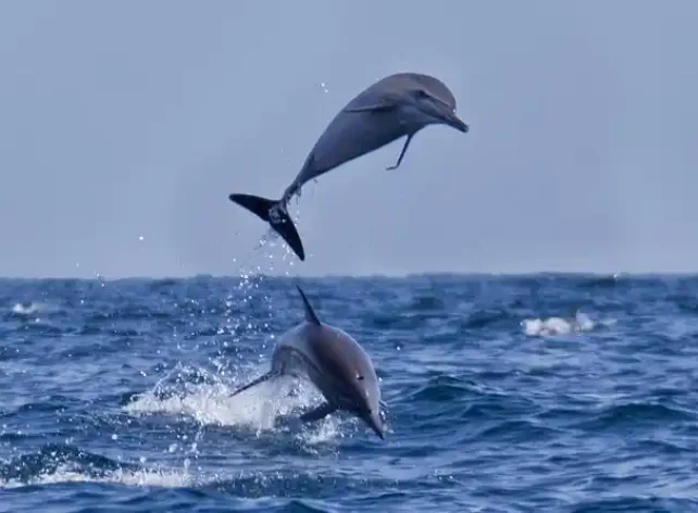 Two Hours Dolphin Watching Oman