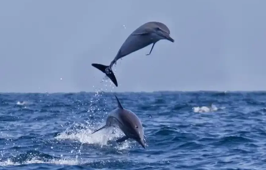 Two Hours Dolphin Watching Oman