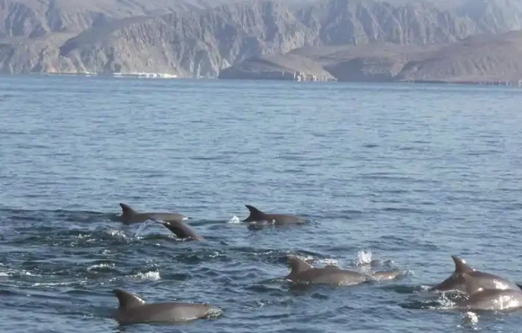 Two Hours Dolphin Watching Oman