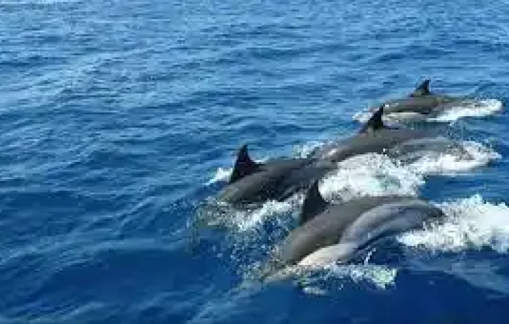 Two Hours Dolphin Watching Oman