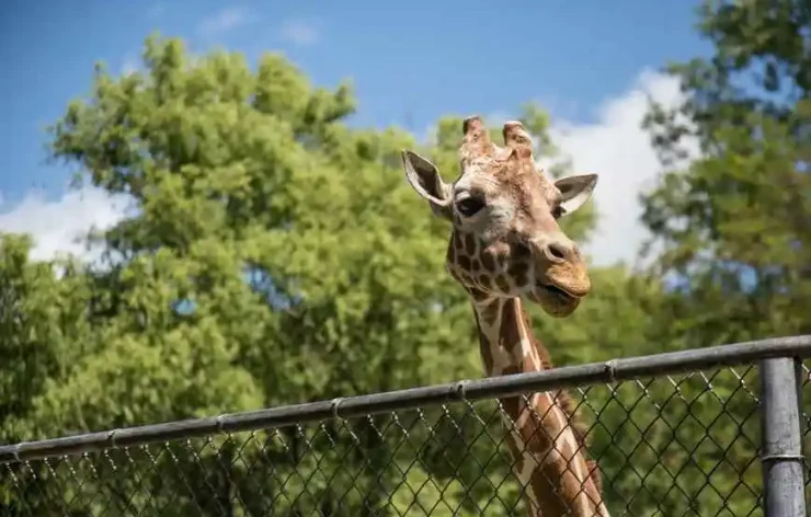 Amsterdam Royal Zoo Entrance Ticket