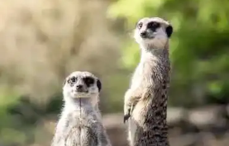 Amsterdam Royal Zoo Entrance Ticket