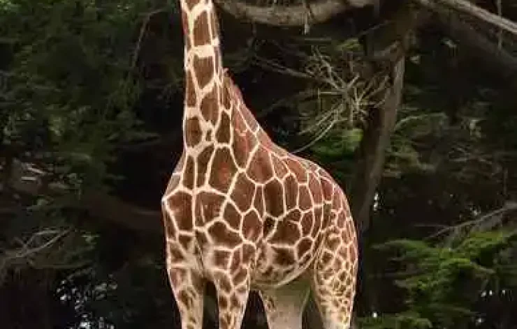 Amsterdam Royal Zoo Entrance Ticket