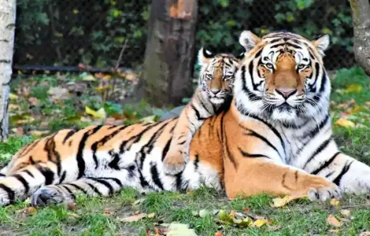 Amsterdam Royal Zoo Entrance Ticket