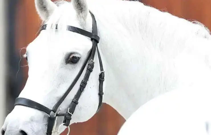 Guided Tour to Spanish Riding School Vienna