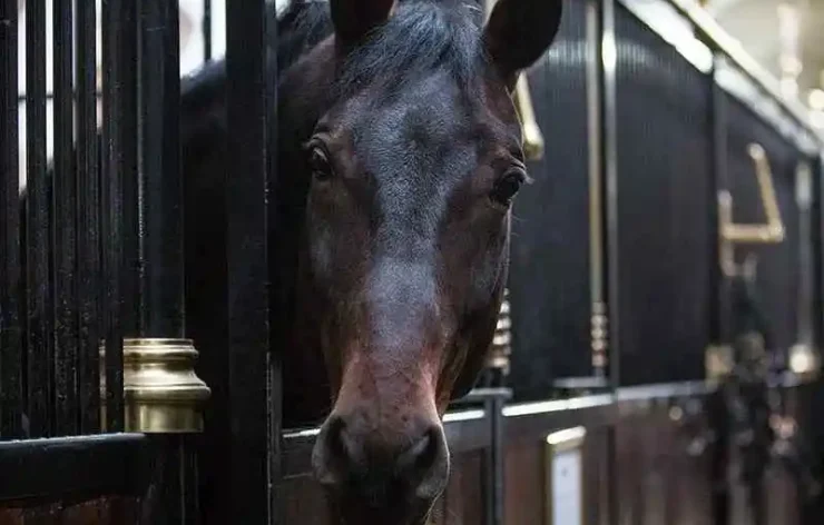 Guided Tour to Spanish Riding School Vienna