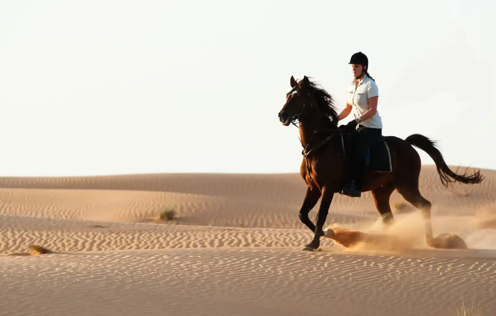 Premium FULL Desert Safari Dubai Package Horse Bike SUV Camel, Food, Shows (1) Premium FULL Desert Safari Dubai Package Horse Bike SUV Camel, Food, Shows (1)