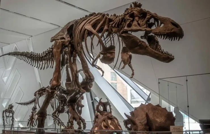 Royal Ontario Museum Tickets Toronto Canada