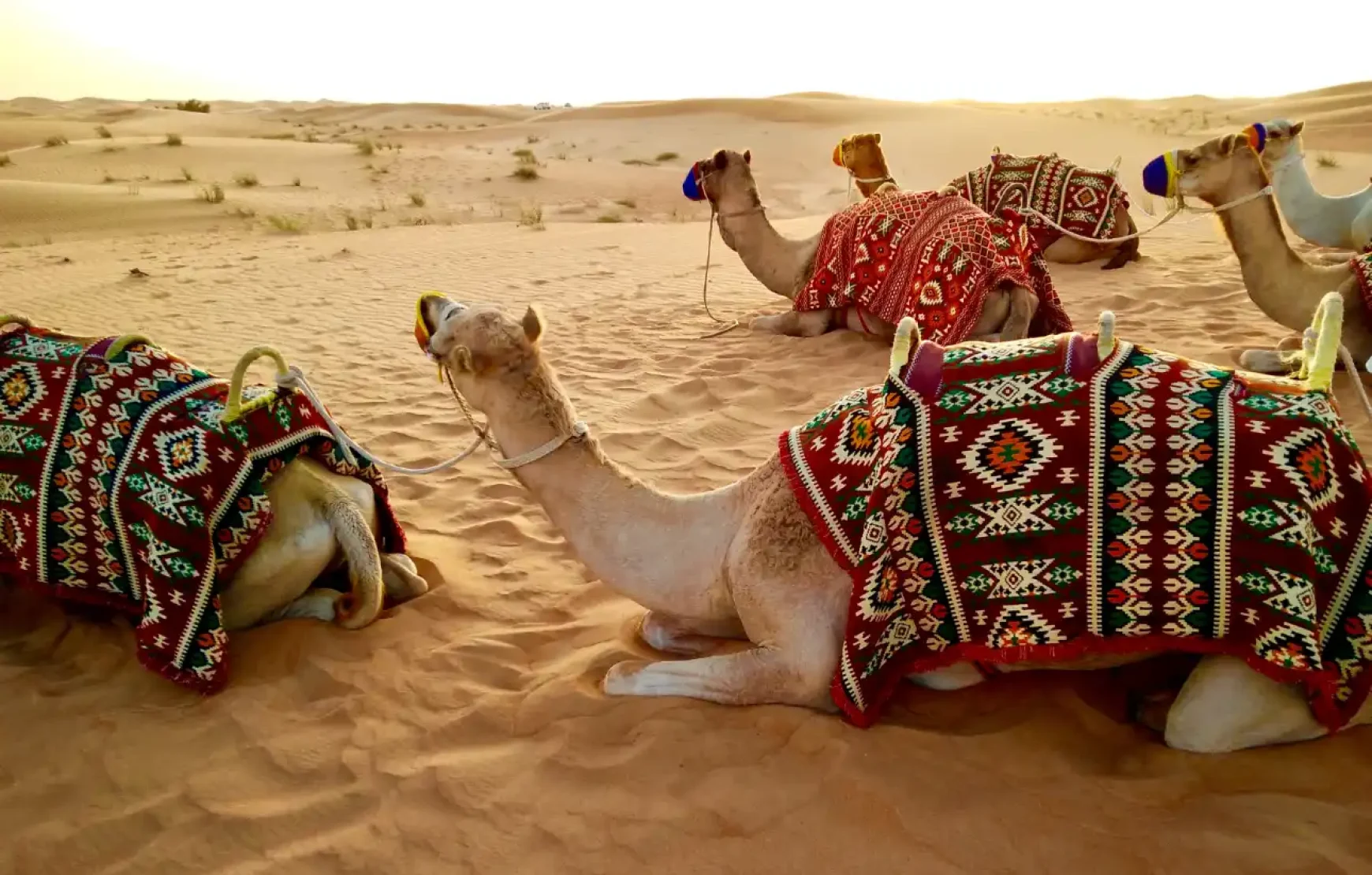 Camel ride Desert Safari Dubai Package, activities, Bike ride , SUV Camel, Food, Shows Camel ride Desert Safari Dubai Package, activities, Bike ride , SUV Camel, Food, Shows