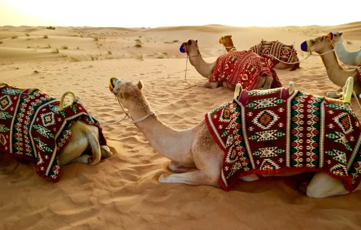 Camel ride Desert Safari Dubai Package, activities, Bike ride , SUV Camel, Food, Shows