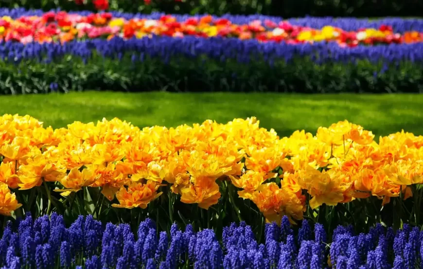 Keukenhof Guided Tour from Amsterdam with Ticket & Transportation