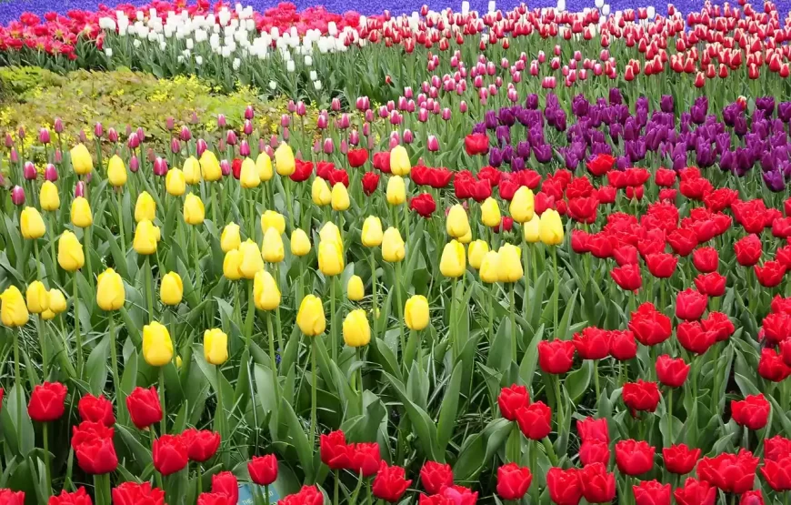 Keukenhof Guided Tour from Amsterdam with Ticket & Transportation