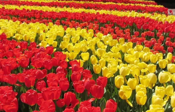 Keukenhof Guided Tour from Amsterdam with Ticket & Transportation