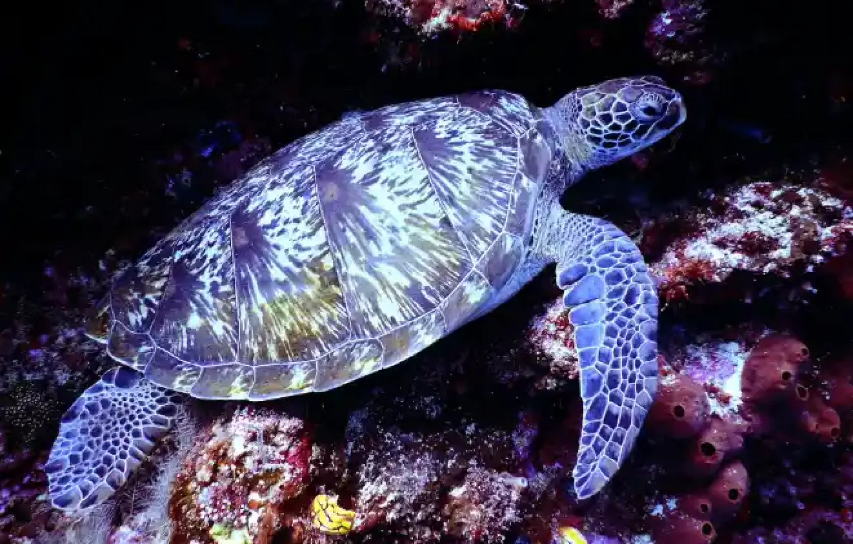 124th Floor Tickets with Dubai Aquarium 124th Floor Tickets with Dubai Aquarium