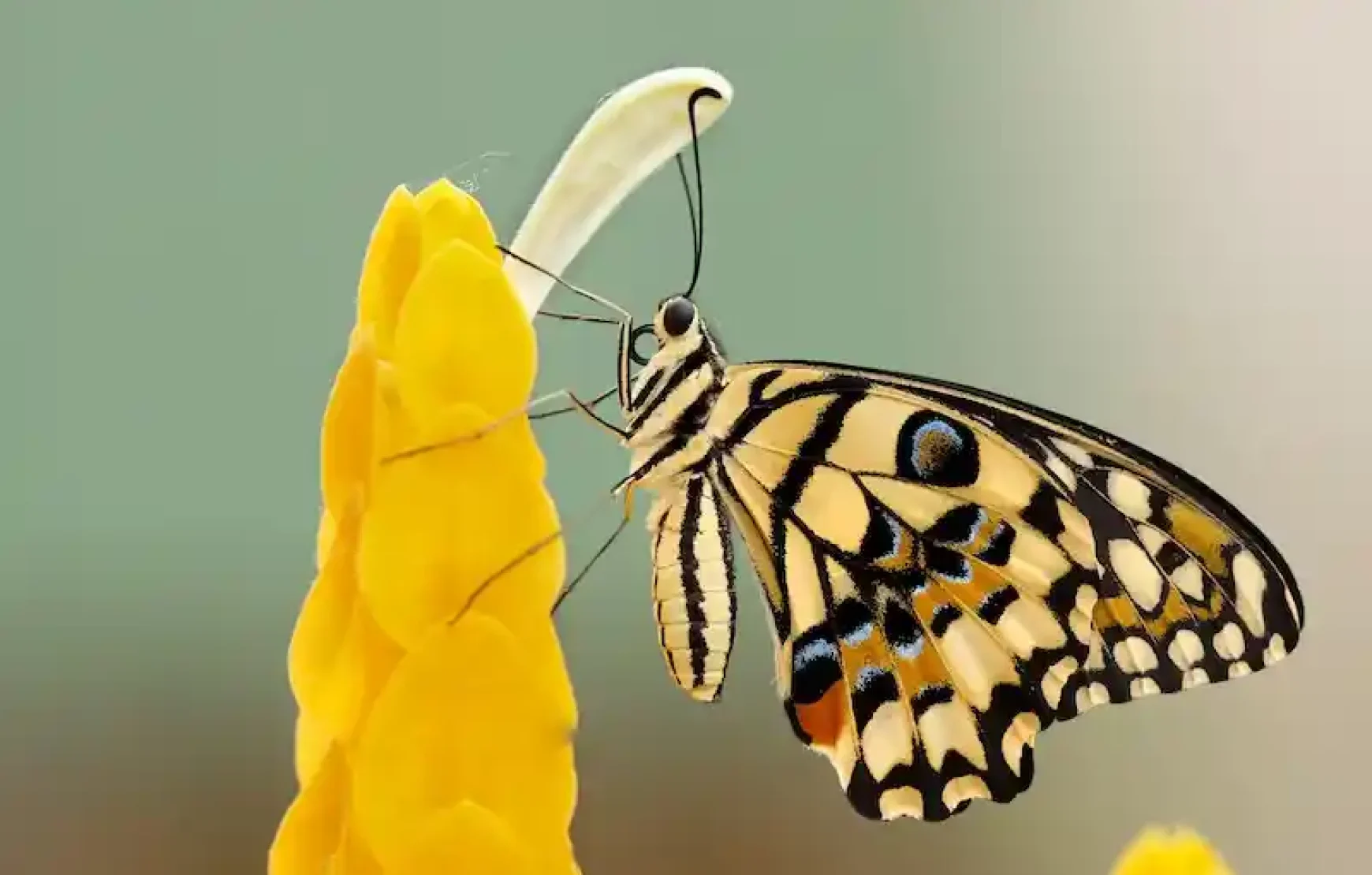 Butterfly-Garden-Dubai-entry-tickets. Dubai Butterfly Garden-a place where more than 15,000 butterflies live