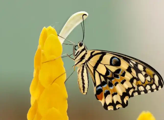 Butterfly-Garden-Dubai-entry-tickets. Dubai Butterfly Garden-a place where more than 15,000 butterflies live