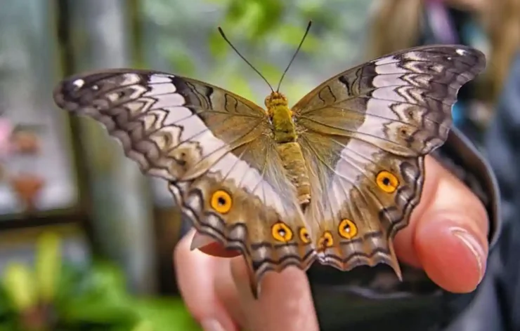 Butterfly-Garden-Dubai-entry-tickets. Dubai Butterfly Garden-a place where more than 15,000 butterflies live