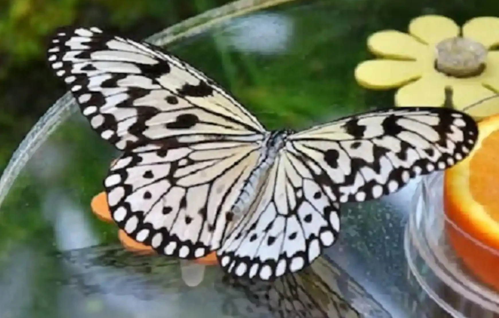 Butterfly-Garden-Dubai-entry-tickets. Dubai Butterfly Garden-a place where more than 15,000 butterflies live