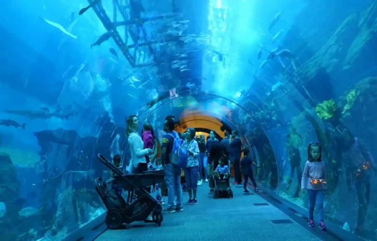 Dubai Aquarium Underwater Zoo Tickets access to one of the biggest aquariums in the world