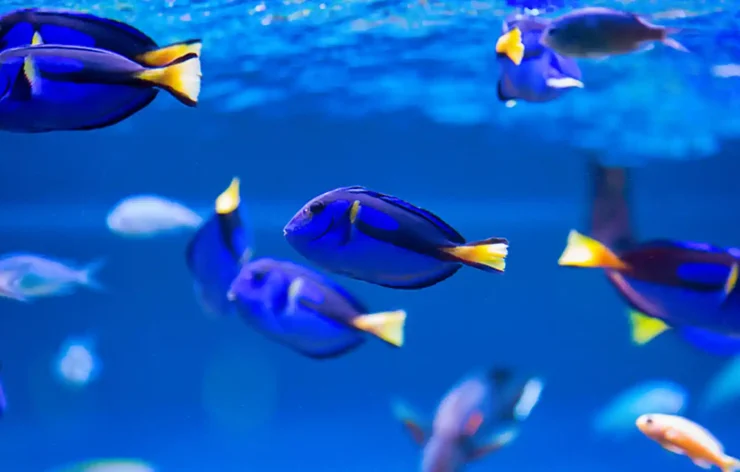 Dubai Aquarium Underwater Zoo Tickets access to one of the biggest aquariums in the world