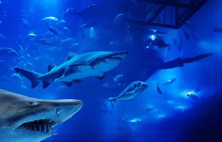 Dubai Aquarium Underwater Zoo Tickets access to one of the biggest aquariums in the world