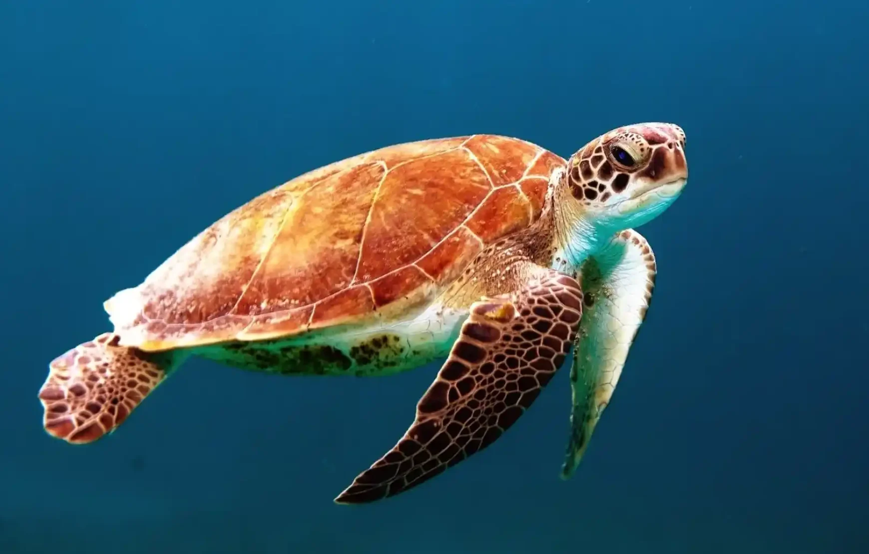 Dubai Aquarium Underwater Zoo Tickets access to one of the biggest aquariums in the world Dubai Aquarium Underwater Zoo Tickets access to one of the biggest aquariums in the world