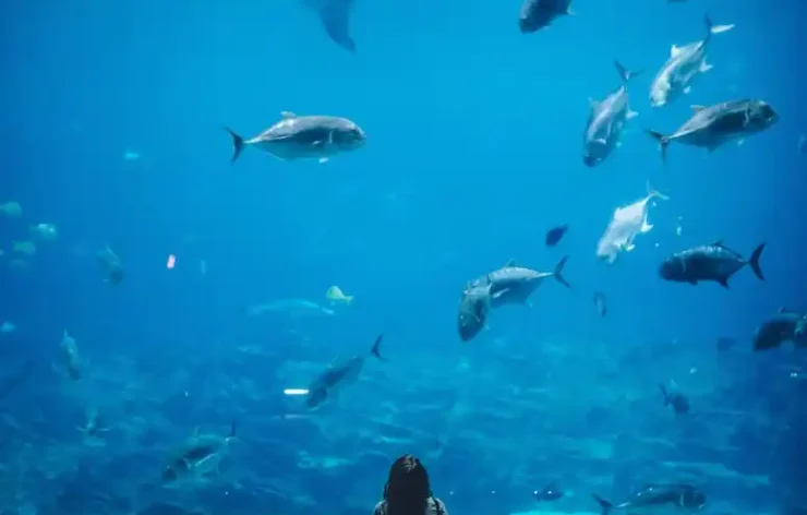 Dubai Aquarium Underwater Zoo Tickets access to one of the biggest aquariums in the world