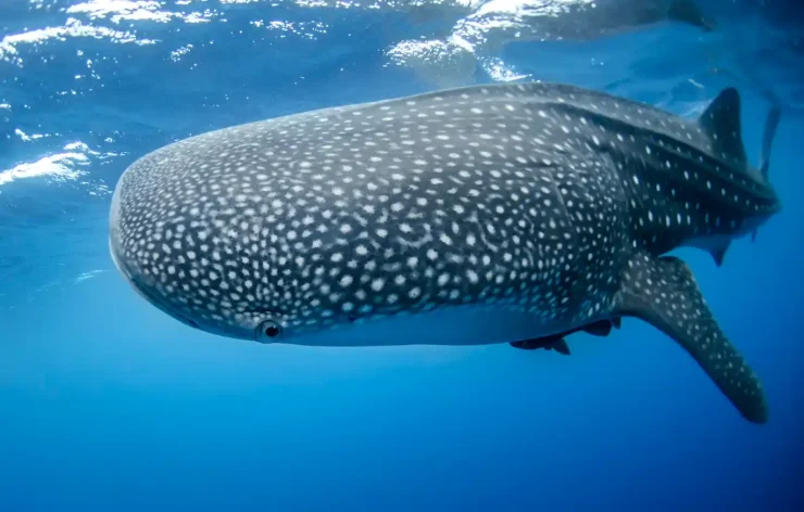 Dubai Aquarium Underwater Zoo Tickets access to one of the biggest aquariums in the world