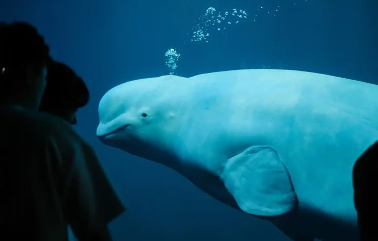 Dubai Aquarium Underwater Zoo Tickets access to one of the biggest aquariums in the world