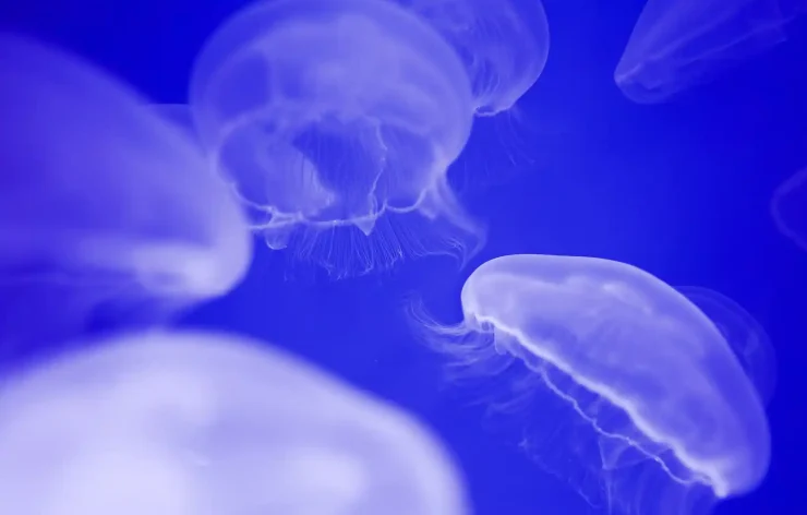 Dubai Aquarium Underwater Zoo Tickets access to one of the biggest aquariums in the world