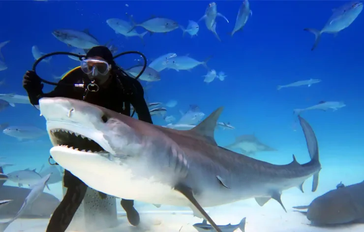 Dubai Aquarium Underwater Zoo Tickets access to one of the biggest aquariums in the world