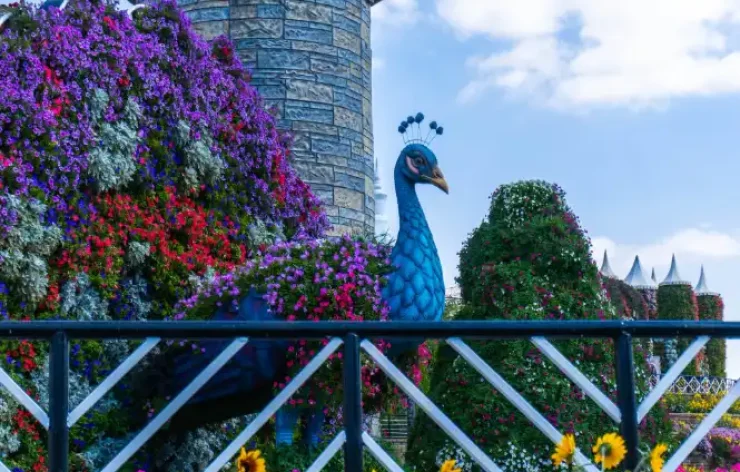 Miracle Garden-Dubai-entry-ticketsThe Dubai Miracle Garden is one of the most beautiful garden in the world. With over 150 million flowers, spanning numerous different species, the largest natural flower garden in the world is deserving of your visit.
