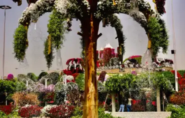 Miracle Garden-Dubai-entry-ticketsThe Dubai Miracle Garden is one of the most beautiful garden in the world. With over 150 million flowers, spanning numerous different species, the largest natural flower garden in the world is deserving of your visit.
