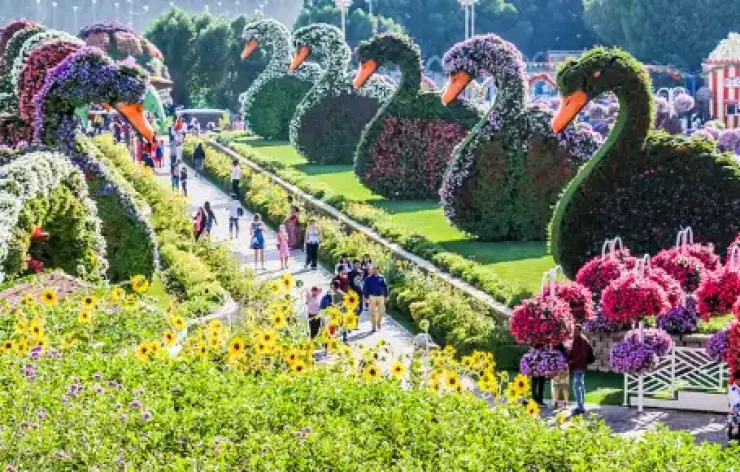 Miracle Garden-Dubai-entry-ticketsThe Dubai Miracle Garden is one of the most beautiful garden in the world. With over 150 million flowers, spanning numerous different species, the largest natural flower garden in the world is deserving of your visit.