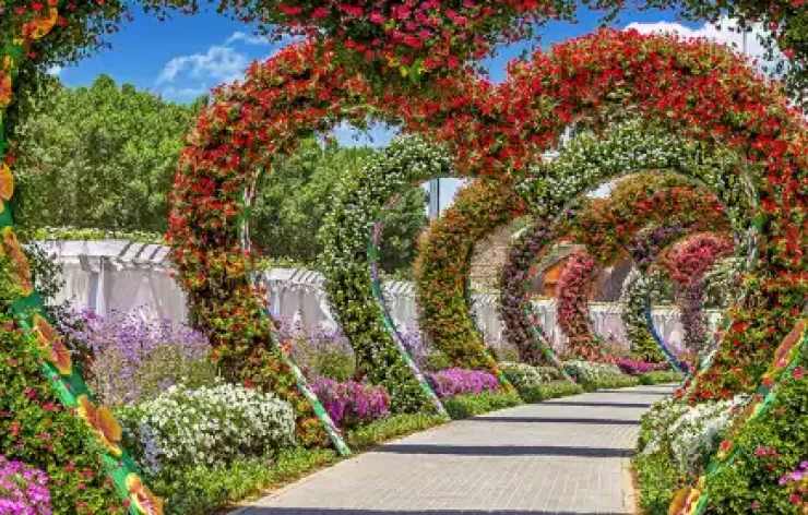 Miracle Garden-Dubai-entry-ticketsThe Dubai Miracle Garden is one of the most beautiful garden in the world. With over 150 million flowers, spanning numerous different species, the largest natural flower garden in the world is deserving of your visit.