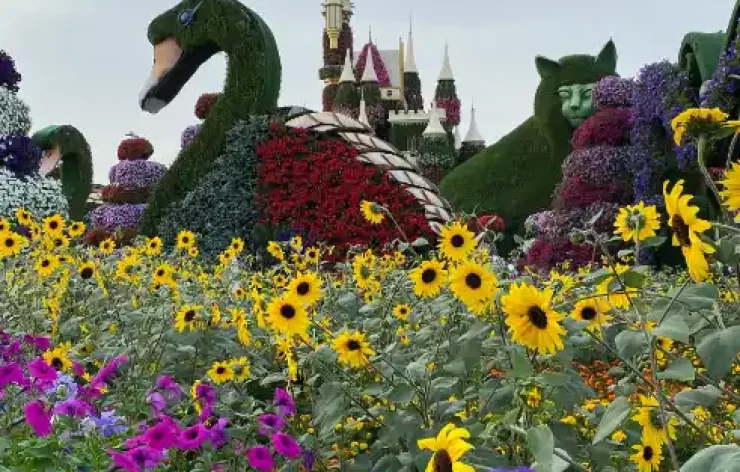 Miracle Garden-Dubai-entry-ticketsThe Dubai Miracle Garden is one of the most beautiful garden in the world. With over 150 million flowers, spanning numerous different species, the largest natural flower garden in the world is deserving of your visit.