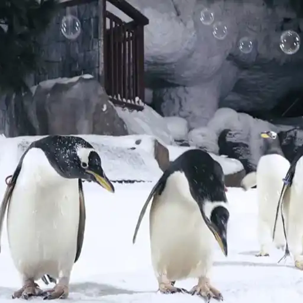 Snow Park – Ski Dubai With a 22,500 square meter indoor ski area, it is a ski resort. The park is maintained at a temperature of between -1 to -4 Celsius all year long. It is a section of Dubai, United Arab Emirates' Mall of the Emirates, one of the largest shopping complexes in the world.