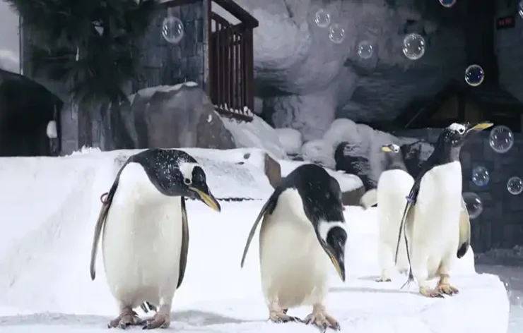 Snow Park – Ski Dubai With a 22,500 square meter indoor ski area, it is a ski resort. The park is maintained at a temperature of between -1 to -4 Celsius all year long. It is a section of Dubai, United Arab Emirates' Mall of the Emirates, one of the largest shopping complexes in the world.