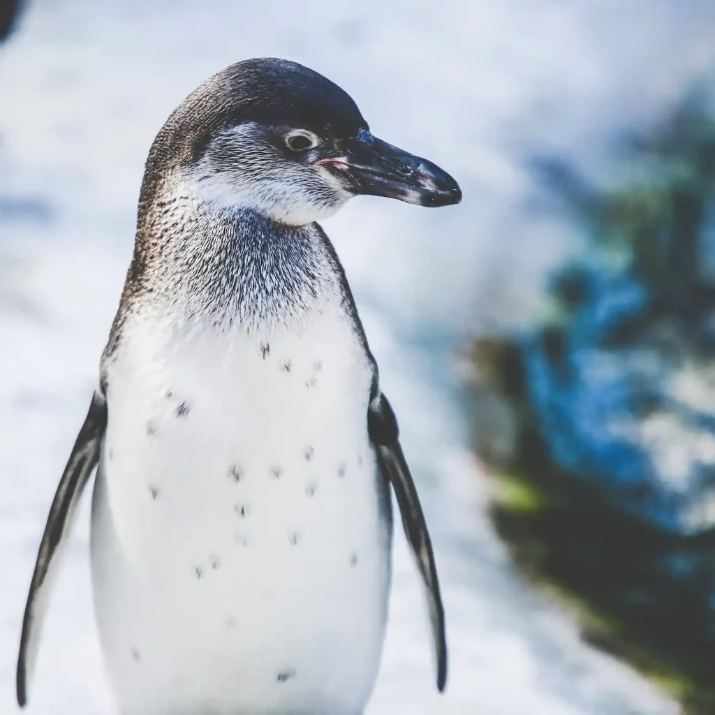 Snow Park – Ski Dubai With a 22,500 square meter indoor ski area, it is a ski resort. The park is maintained at a temperature of between -1 to -4 Celsius all year long. It is a section of Dubai, United Arab Emirates' Mall of the Emirates, one of the largest shopping complexes in the world.