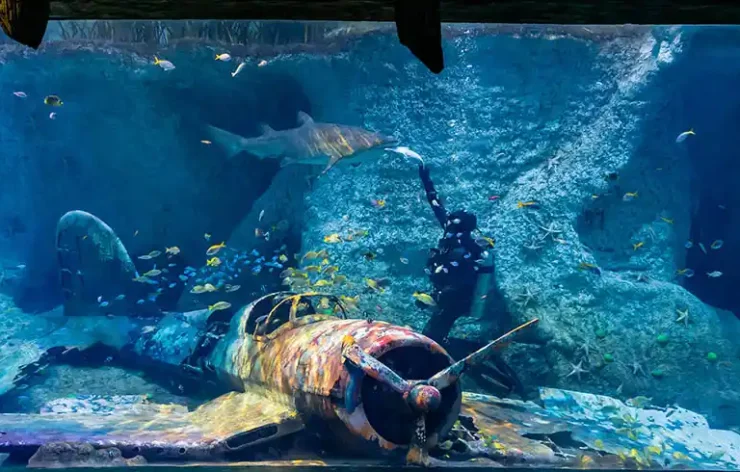 The National Aquarium Abu Dhabi is one of the biggest aquarium in the region and contains 46,000 marine animals spread across 10 zones. The largest aquarium in the Middle East, measuring 9000 square meters, was created on an epic scale. Book your tickets online to the National Aquarium Abu Dhabi and discover the fascinating marine life.