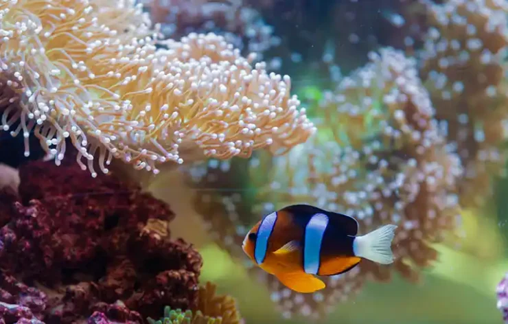 The National Aquarium Abu Dhabi is one of the biggest aquarium in the region and contains 46,000 marine animals spread across 10 zones. The largest aquarium in the Middle East, measuring 9000 square meters, was created on an epic scale. Book your tickets online to the National Aquarium Abu Dhabi and discover the fascinating marine life.