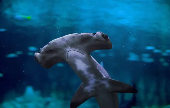 The National Aquarium Abu Dhabi is one of the biggest aquarium in the region and contains 46,000 marine animals spread across 10 zones. The largest aquarium in the Middle East, measuring 9000 square meters, was created on an epic scale. Book your tickets online to the National Aquarium Abu Dhabi and discover the fascinating marine life.